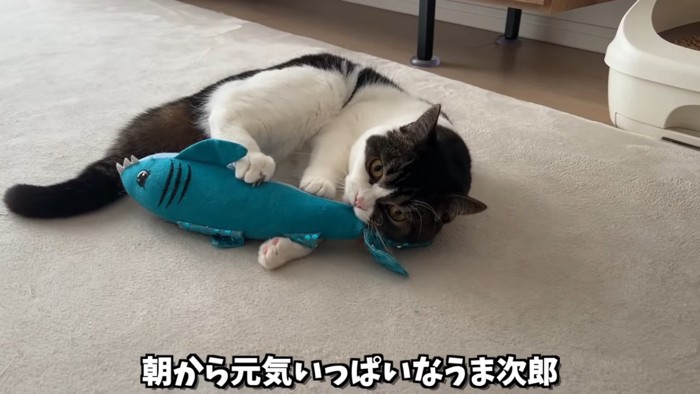 おもちゃで遊ぶ猫