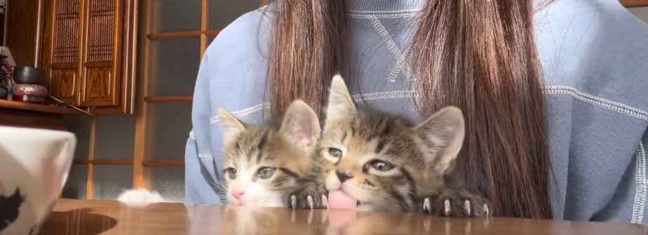 机の端から顔を出して机を舐めている子猫