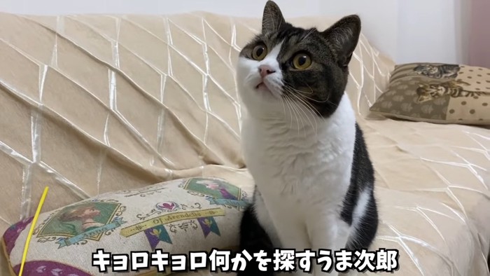 座って上を見る猫