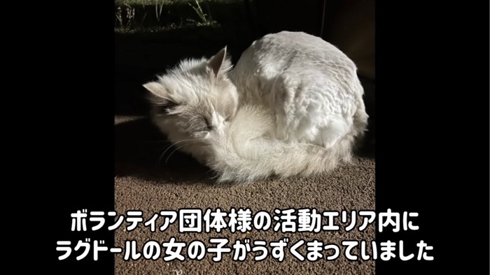 うずくまる猫