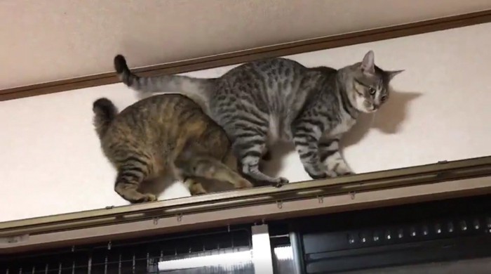 動かない後方の猫