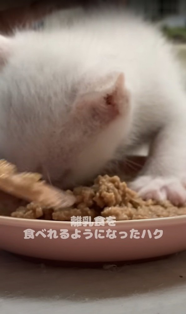 顔がめり込むハクちゃん
