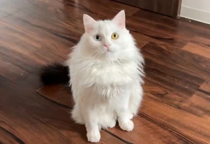 しっぽだけ黒い猫