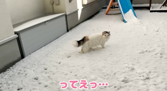 雪の中の猫