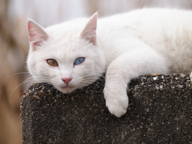 オッドアイの野良猫