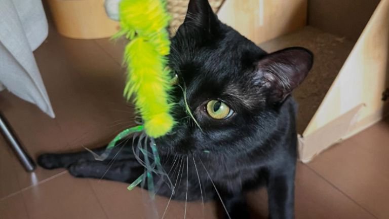 遊んでいる猫