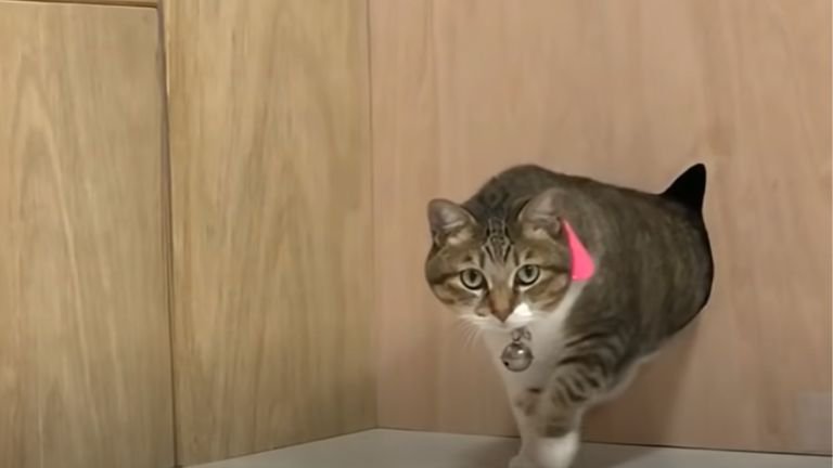 穴から出てくる猫