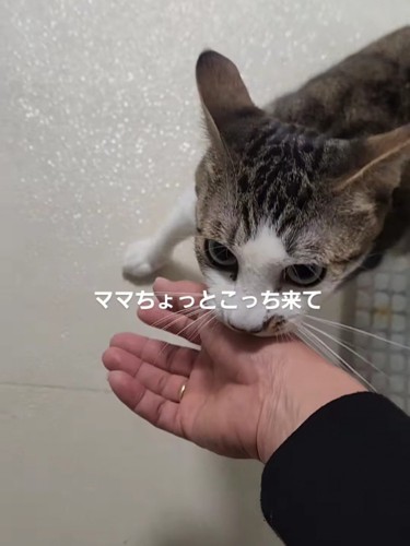 人の手を噛む猫