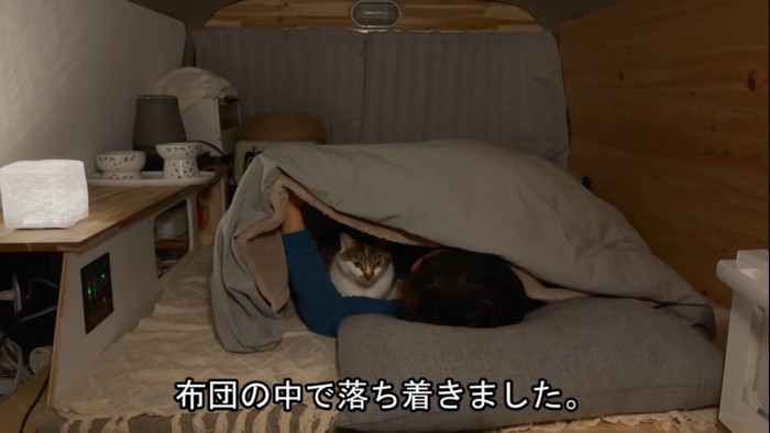 お布団に入る猫