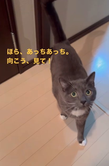 ほら、あっちあっち