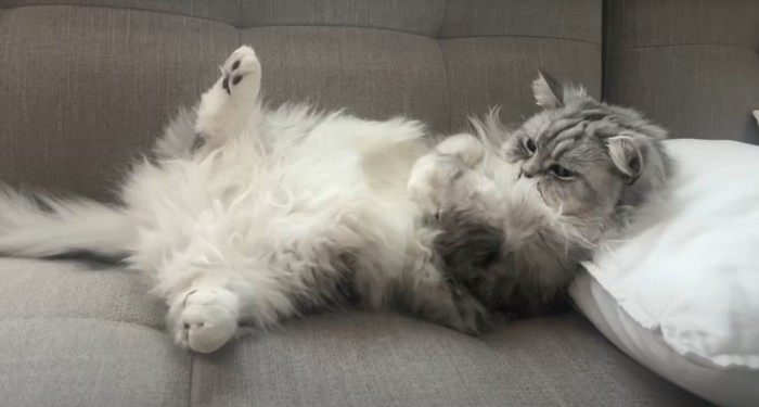 へそ天する猫