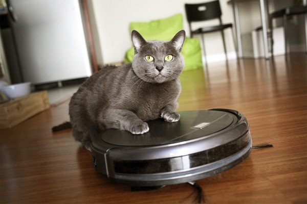 電気掃除機の上に乗る猫