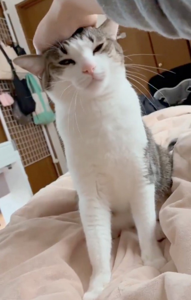 目が虚ろになる猫