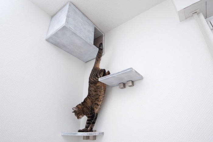 ジャンプする猫