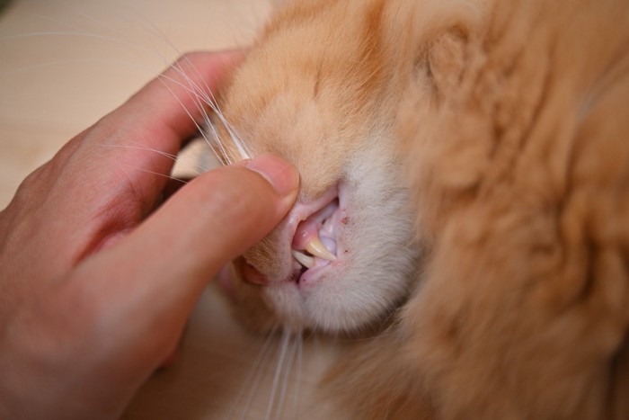 口の中を見られる猫