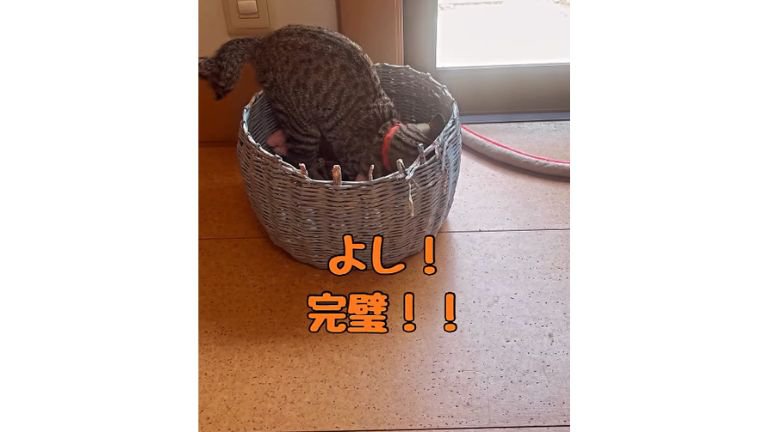 箱に入る猫