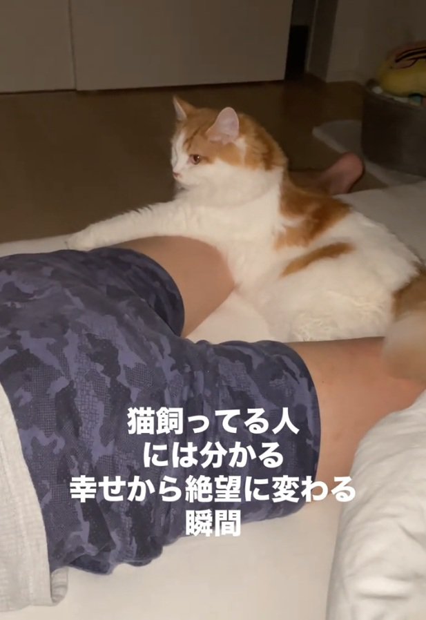 飼い主さんを見つめるポテくん