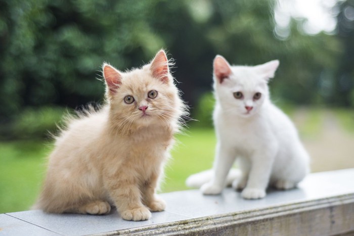 茶猫と白猫