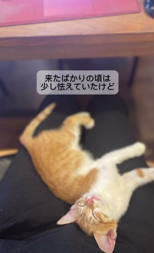 膝の上で寝ている子猫