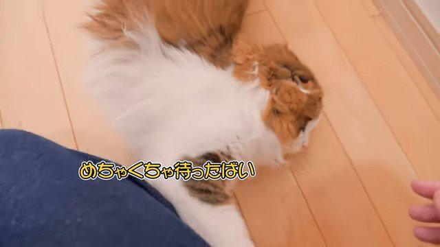 女性の足元に寝転がる猫