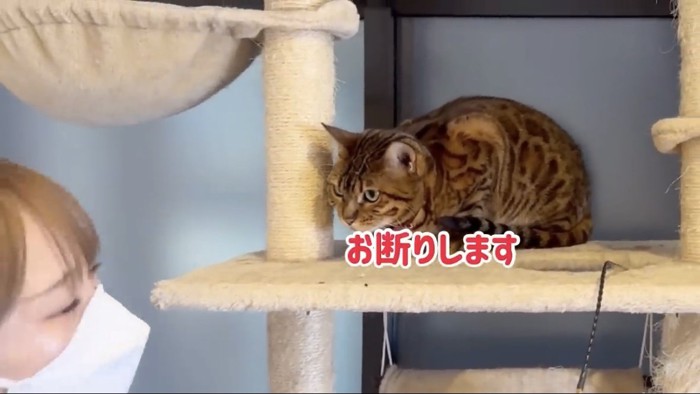 キャットタワーの上にいる猫