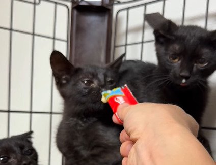 黒猫三姉妹の前におやつを差し出す飼い主さん