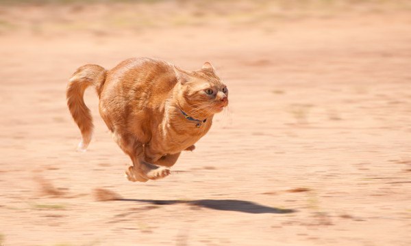 124902009 走る猫の写真