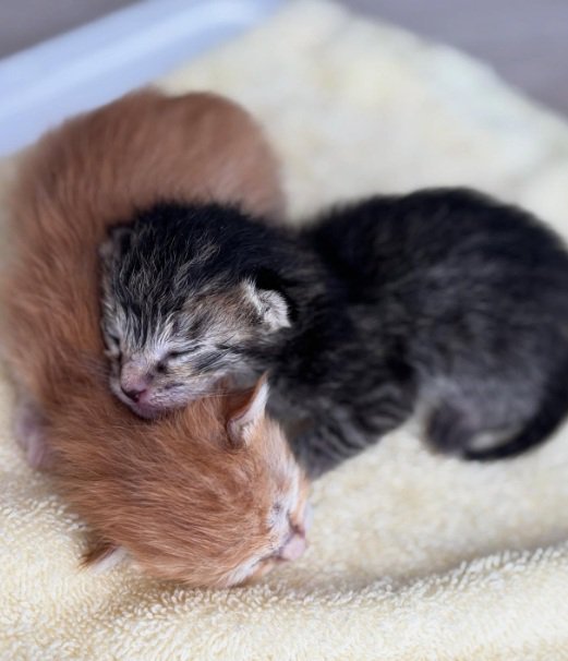 寝ている生後間もない子猫