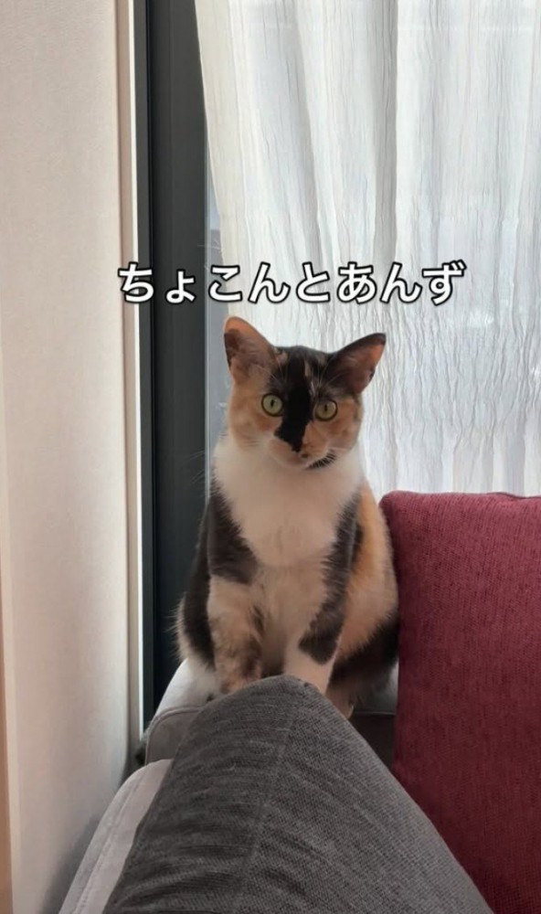 正面向いて座る猫