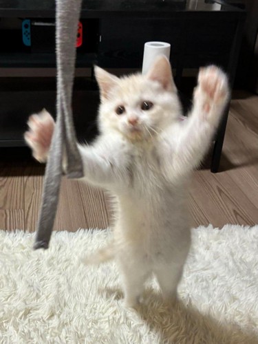 おもちゃを捕まえようとする猫
