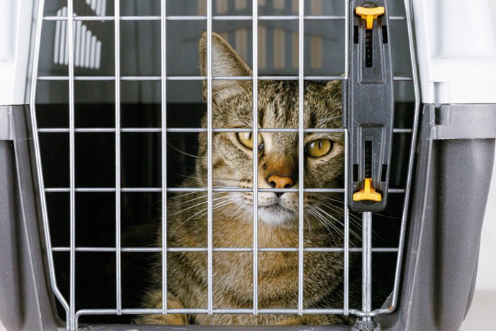 キャリーの中にいる猫