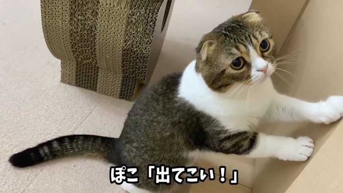 前足を戸に当てて立つ猫