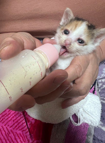 ミルクを飲む子猫