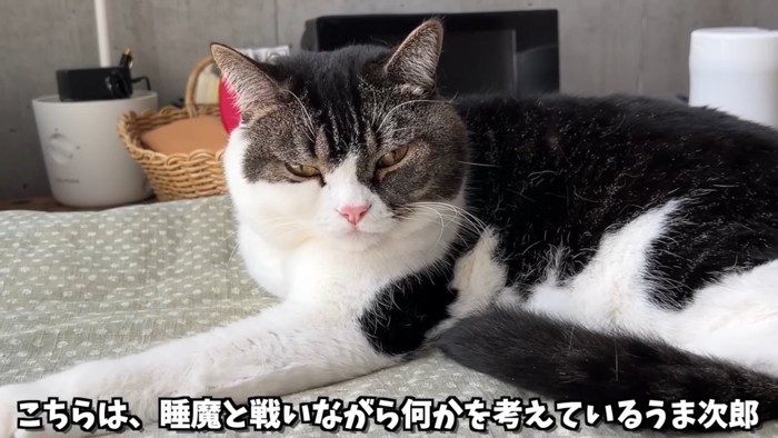 眠そうね猫