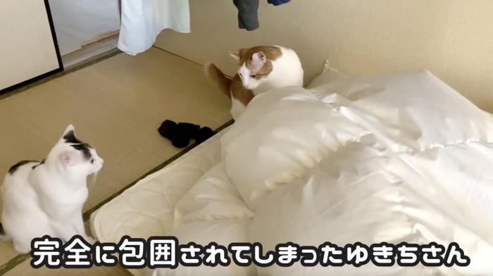 布団を囲む2匹の猫