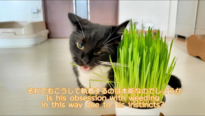 猫草を食べる猫