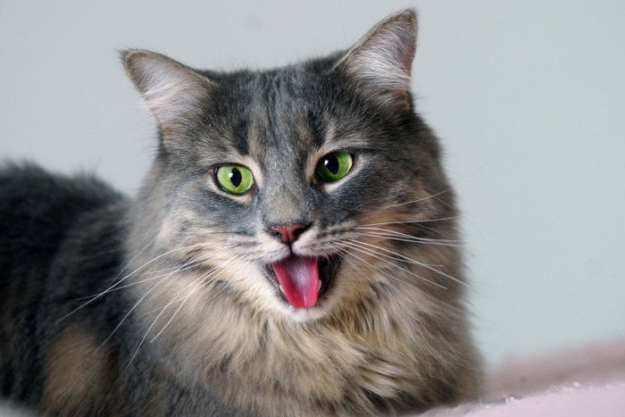 パンティング?する猫