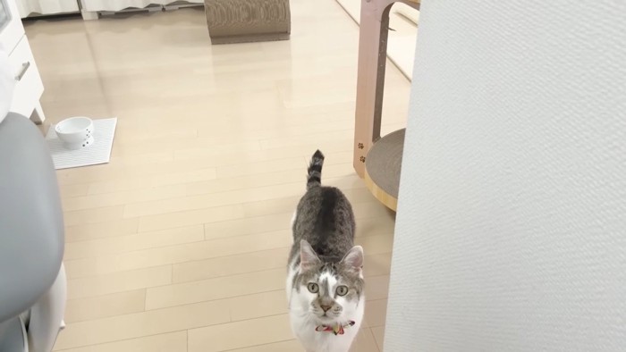 こちらを見上げるささみくん