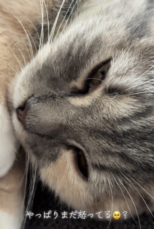 拗ねる猫