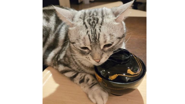 猫とお椀