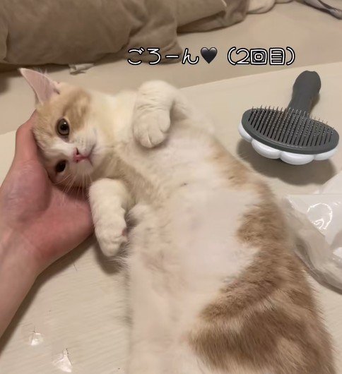 再びごろんとおなかを見せる猫