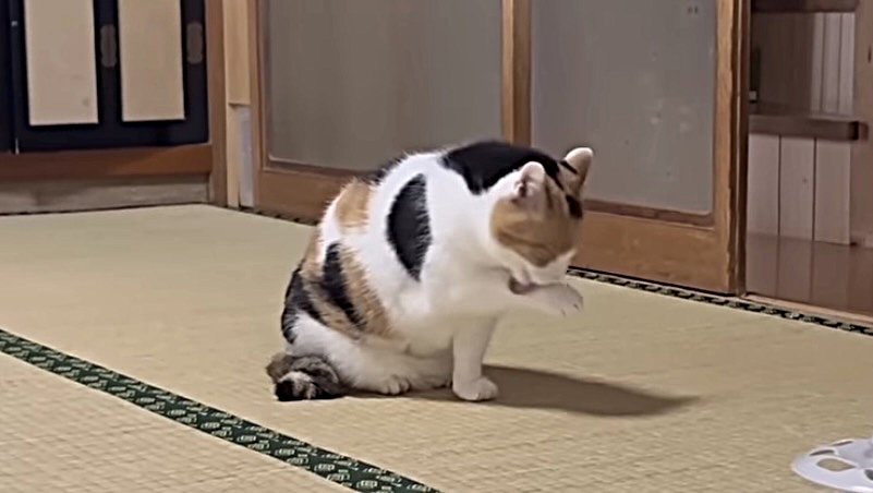 手を舐める猫