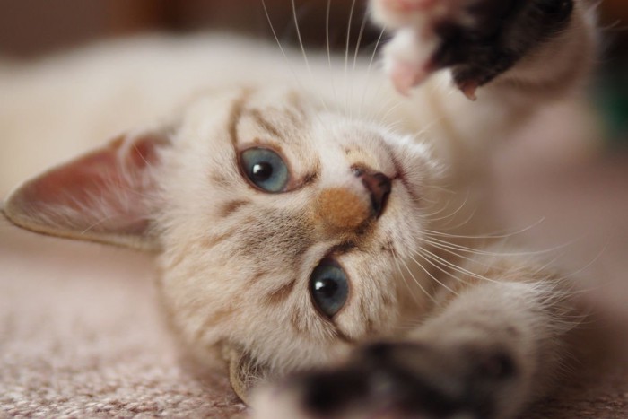 寝転んで飼い主さんに甘える猫