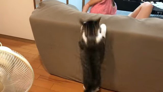 ソファに向かって飛び上がる猫