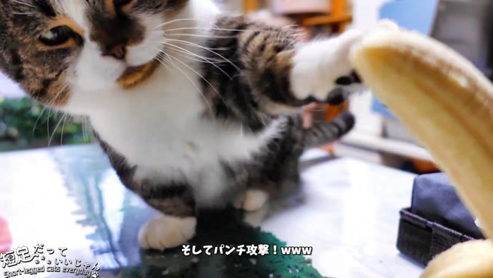 猫パンチする猫