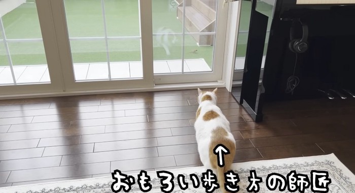 近づく猫