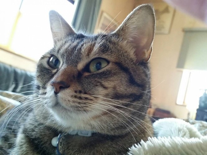 先輩猫シマ♀3才