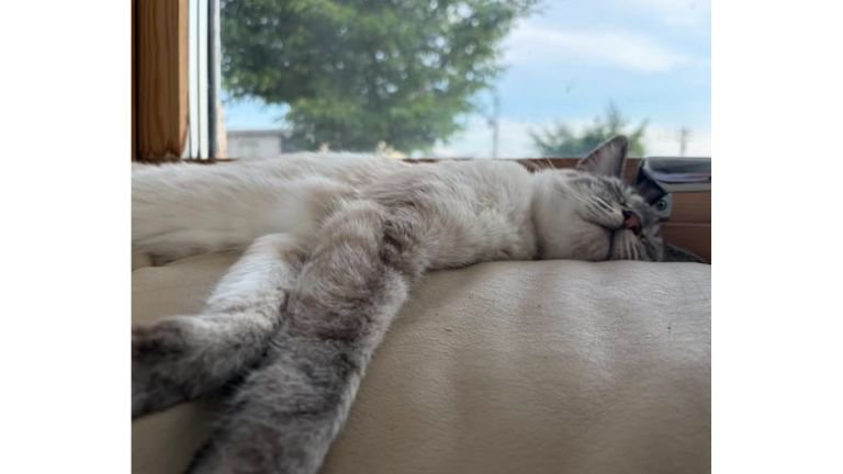 寝ている猫