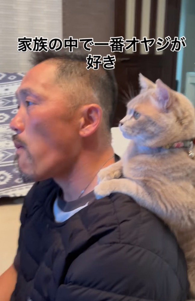 肩に前足を乗せる猫