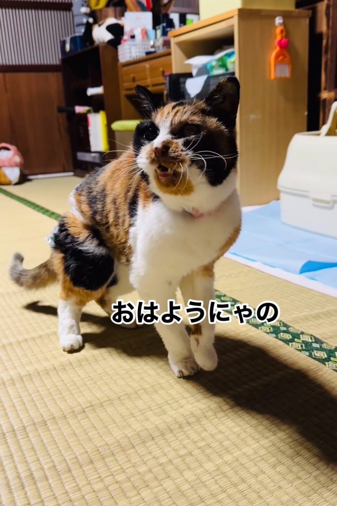 横を見て鳴く猫